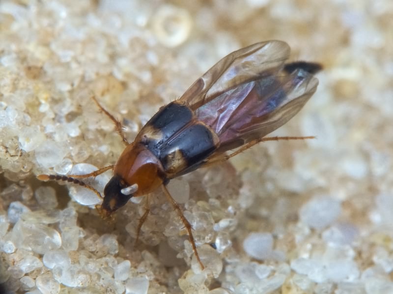 Lordithon lunulatus (Linnaeus, 1761)